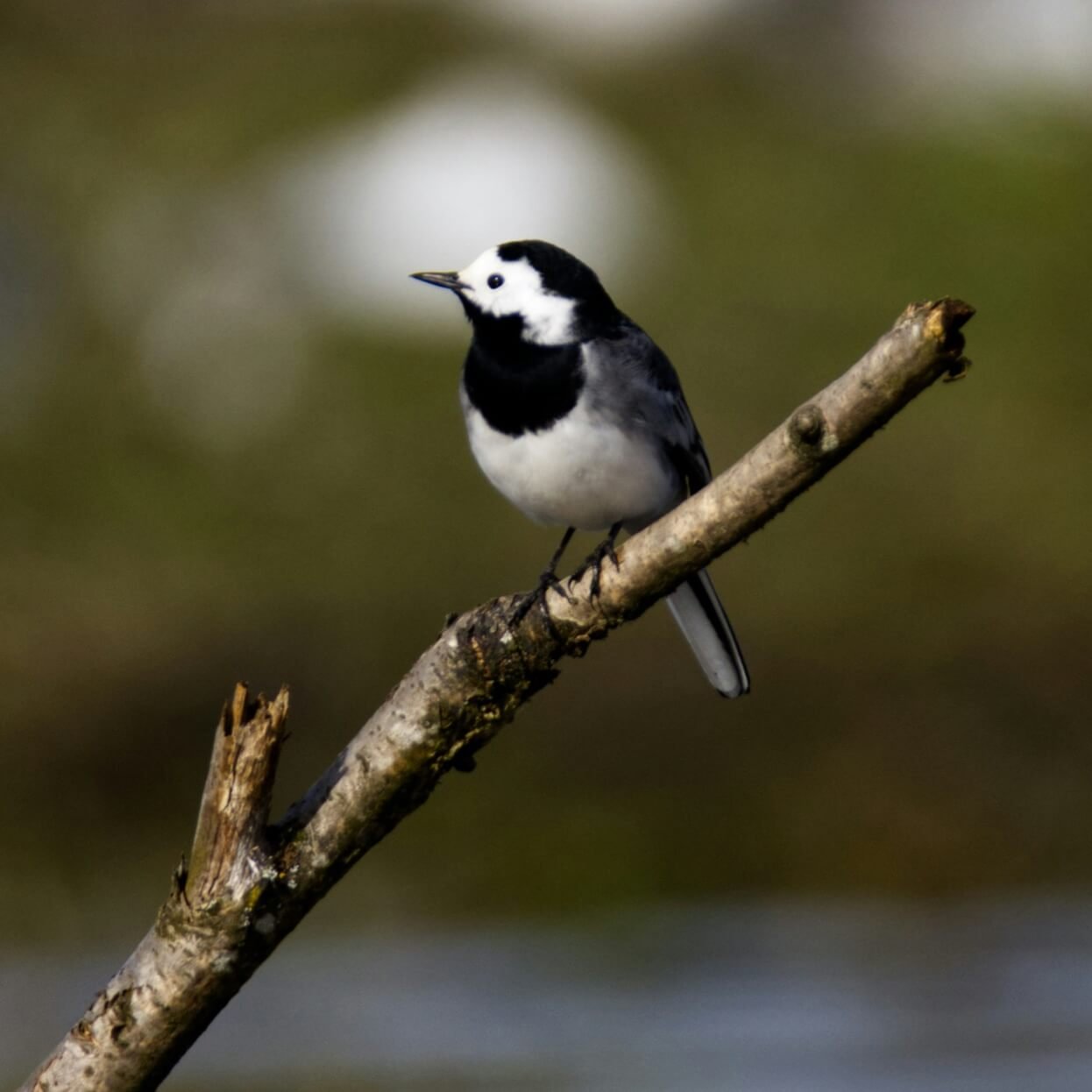 Wagtail on a branch